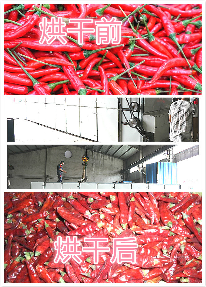 大型網(wǎng)帶辣椒烘干機